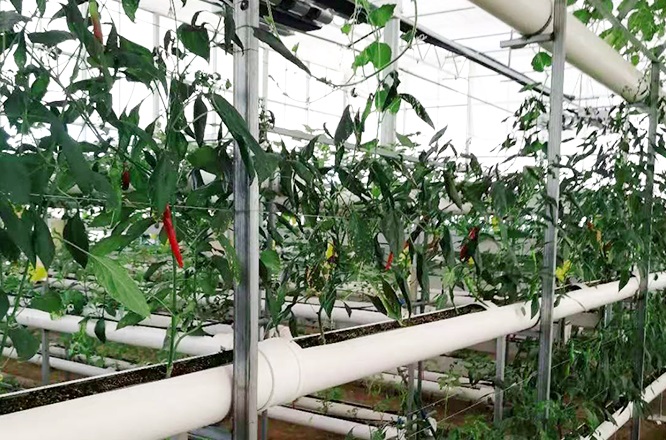 万棚农业阿曼苏丹国无土栽培工程